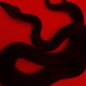 Meet your Posher, Jane